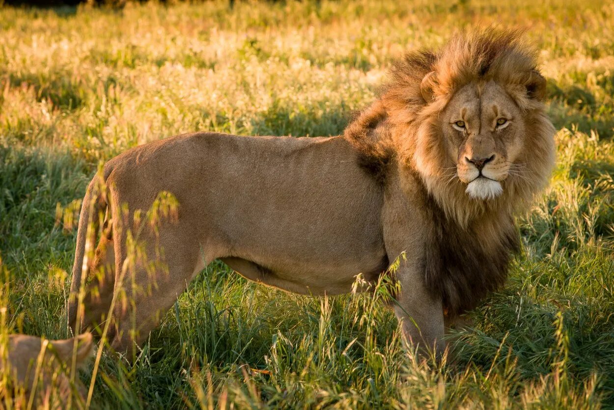 Сенегальский (западноафриканский) лев. Самый первый лев. Азиатский (гирский) лев. Величественный лев. Лев фото.