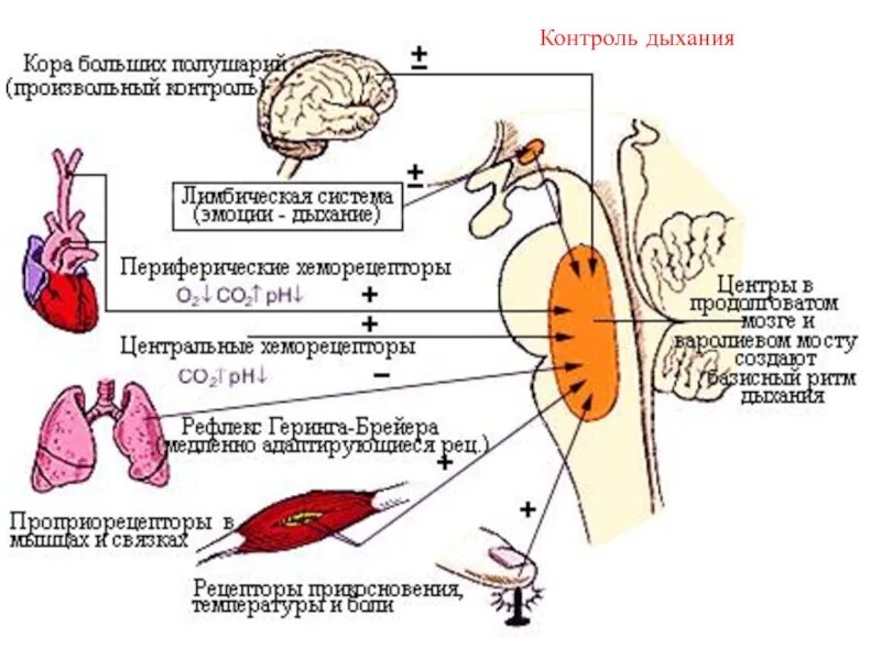 Регуляция дыхания. Рефлекторная регуляция внешнего дыхания физиология. Регуляция дыхания схема. Контроль дыхания.