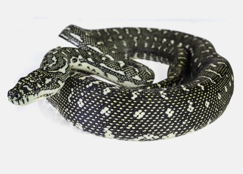 Python stock
