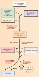 Схема питательных веществ