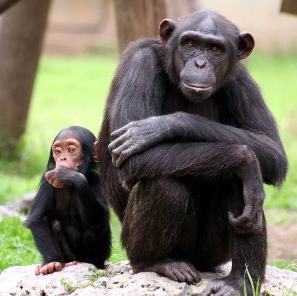 Самая человекообразная обезьяна. Человекообразные обезьяны гориллы. Шимпанзе бонобо. Приматы (человекообразные обезьяны). Человекообразные обезьяны макака.
