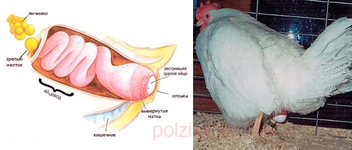 Почему болтается яйцо