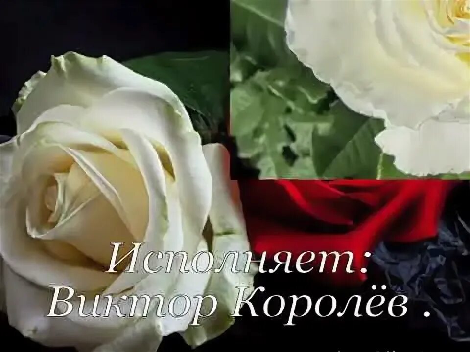 Слушать королева виктора букет из белых роз. Букет белых роз для Ирины. Белые розы поздравление. Белые розы для Ирины. Белые розы Ирочке.