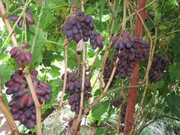 Рясков александр виноград. Виноград сорт графиня. Коломбар сорт винограда. Виноград раджа. Переславская рада сорт винограда.