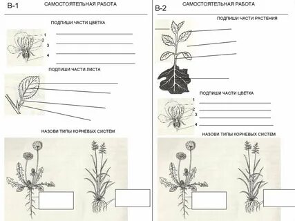 Подпиши названия процессов изображенных на картинке