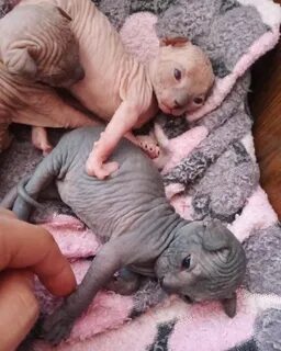 Котята сфинкса 2 месяца