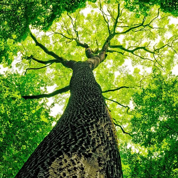 I go to nature. Квадратные деревья. Долина квадратных деревьев. Квадратное дерево в реальной жизни. Дерево четырехгранное.