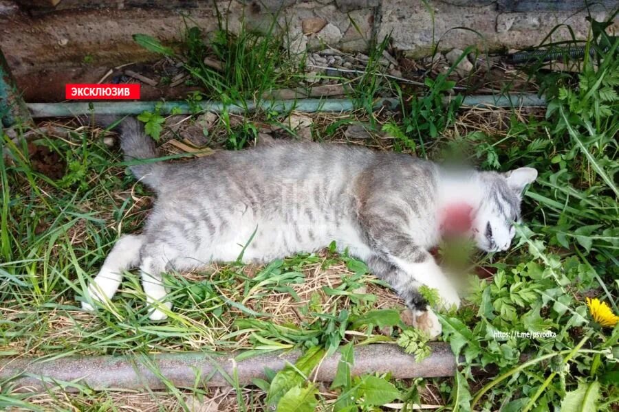 Кот с пистолетом. Кот с автоматом. Кот бандит. Кот расстреливает. Кот стреляет из автомата.