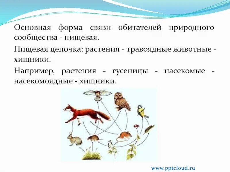 Разнообразие природных сообществ 5 класс пасечник. Природные сообщества. Природное сообщество животных. Взаимосвязи в природном сообществе. Обитатели природных сообществ.