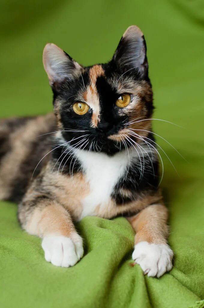 Какие котята родятся у трехцветной кошки. Британская трехшерстная кошка. Сибирская кошка трехцветная короткошерстная. Британская кошка трехцветная. Трехцветная черепаховая кошка.