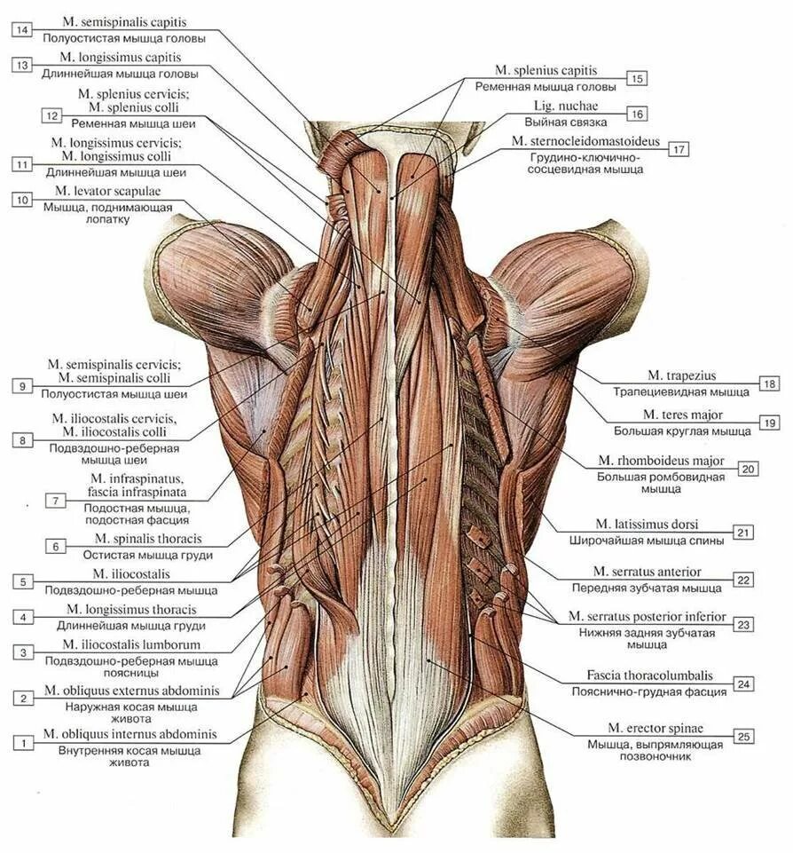 Связки тела. Глубокие мышцы спины анатомия поверхностный слой. Глубокие мышцы спины анатомия латынь. Мышцы спины и подзатылочные мышцы. Мышцы спины анатомия латынь.