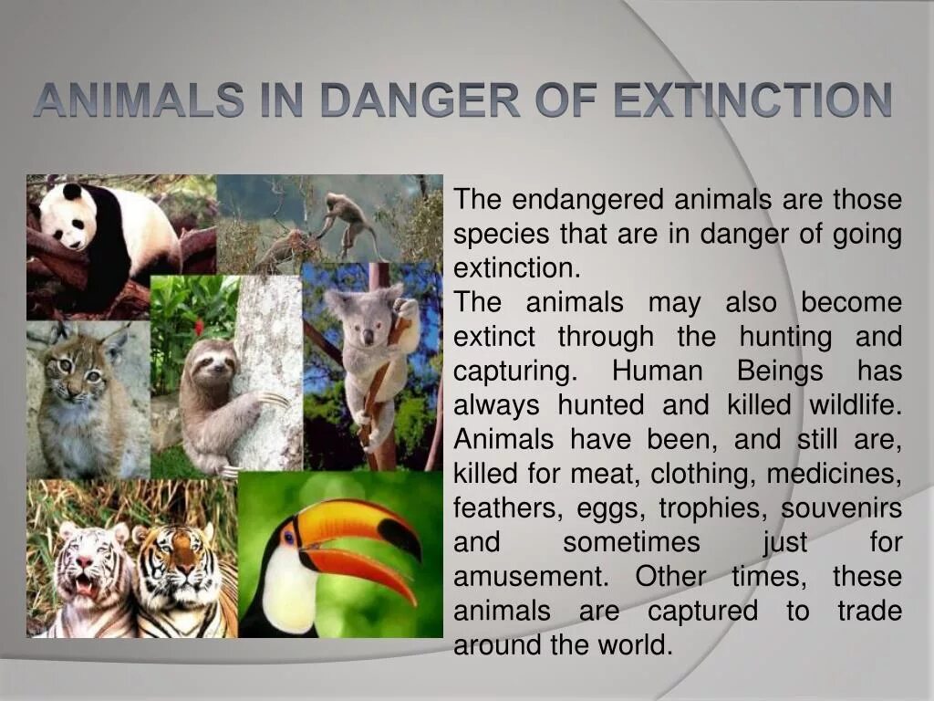 Вымирающие виды животных. Вымирающие виды животных на английском. Extinction of species consequences. What causes animal extinction. Вымирающие виды животных.