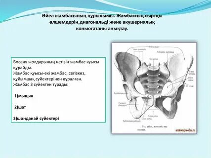Мен ит стилінде болған кезде дыбыс шығарамын.