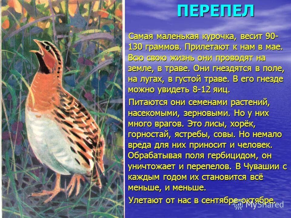 Перепел информация. Доклад про перепела. Сообщение о перепелке. Доклад про Перепёлку.