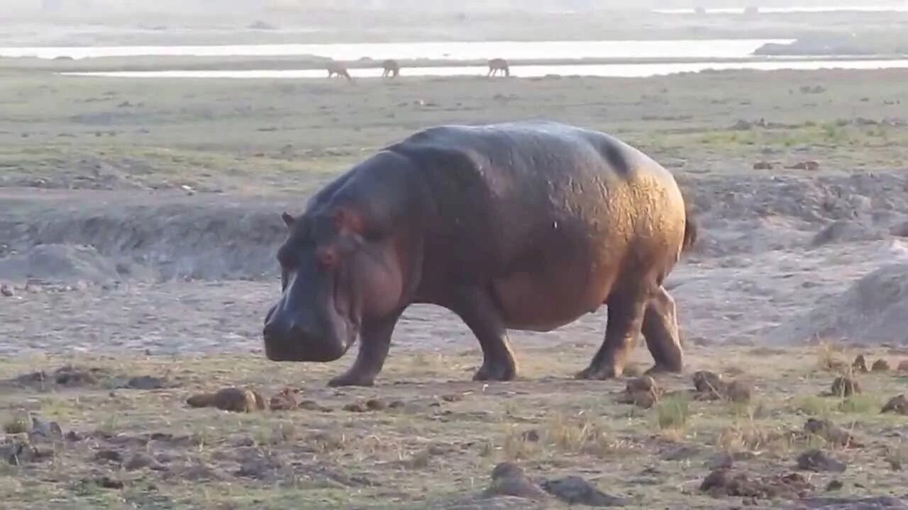 Как какают животные. Как какают животные