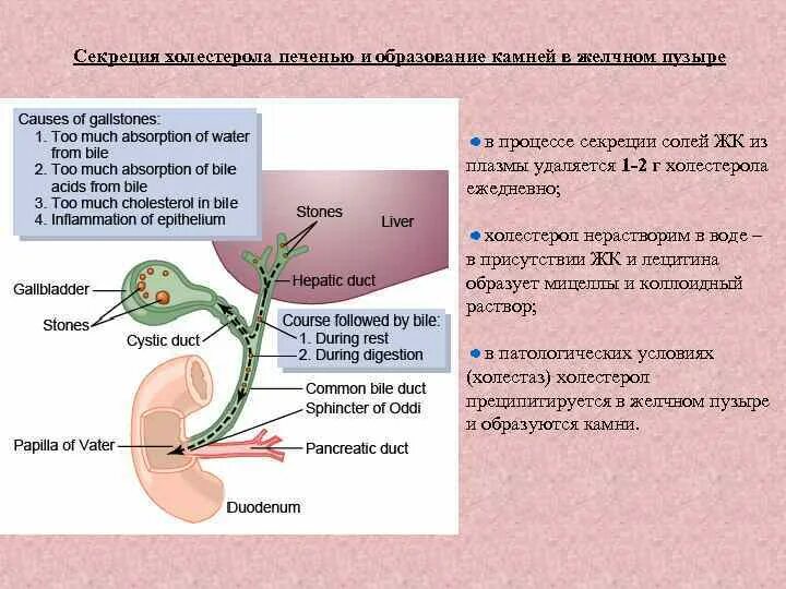 Вода для желчного пузыря. Тип секреции желчного пузыря. Секреторная функция. Процесс секреции. Секреторная жидкость.