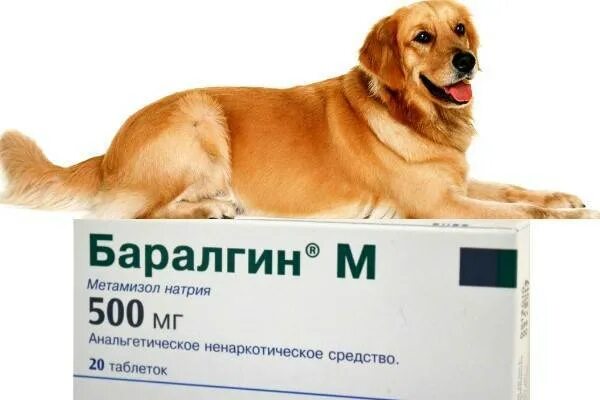 Можно собаке дать обезболивающую таблетку. Препарат для собак обезболивающее. Обезболивающие таблетки для собак. Обезболивающие препараты для собак в уколах. Обезболивающее для собак в таблетках.