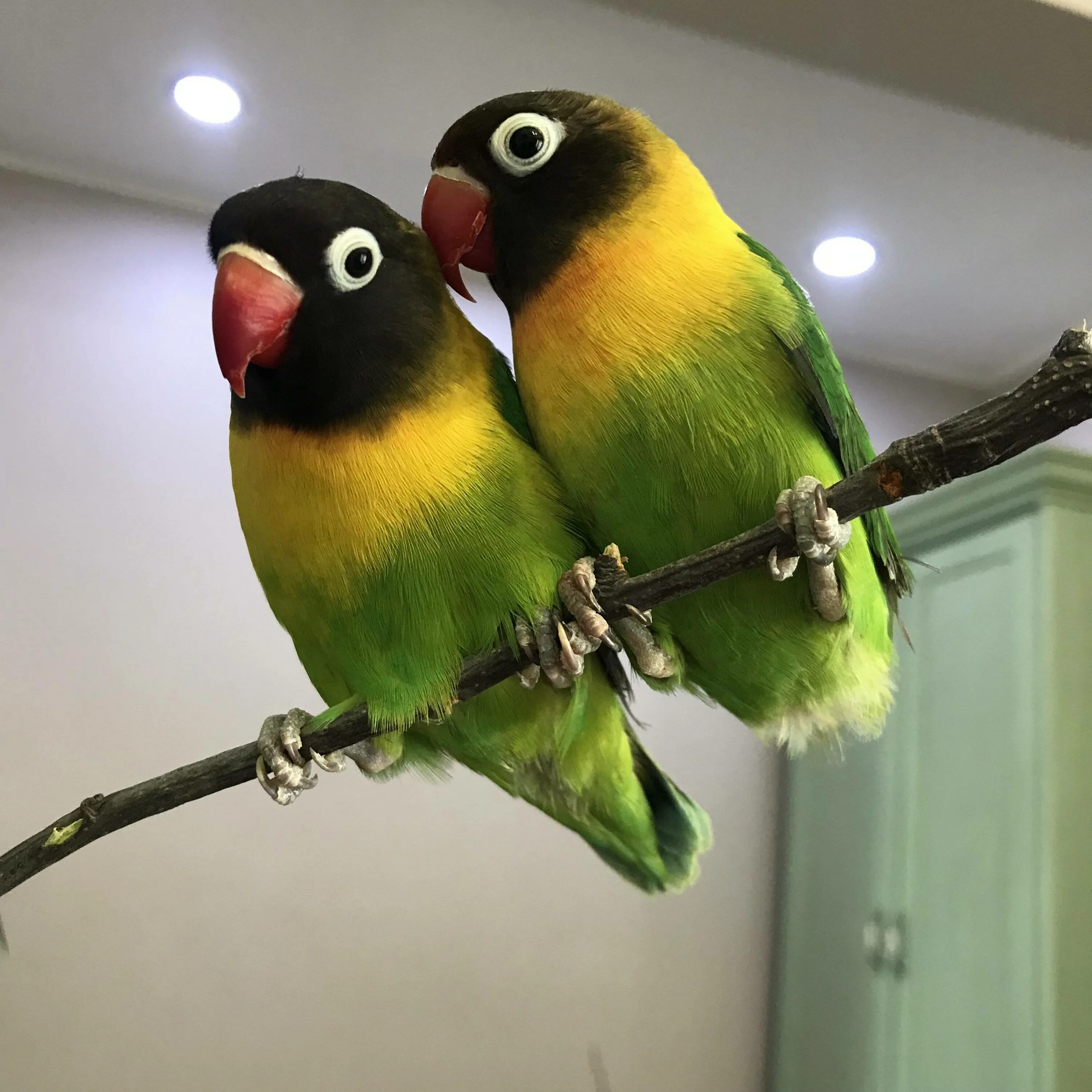 Как выглядит попугай неразлучник. Краснолицый неразлучник. Как выглядит попугай неразлучник. Как выглядит попугай неразлучник. Лютино попугай неразлучник.