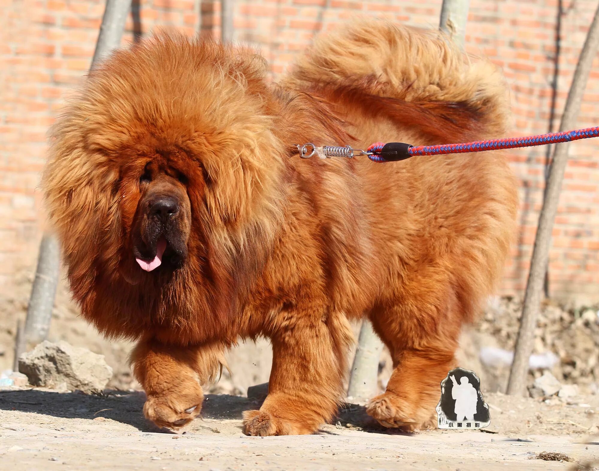 Тибетский мастиф. Собака тибетский мастиф. Тибетский мастиф Хонг Донг. Собаки породы тибетский мастиф.