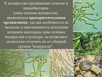 Какие растения относят к зеленым водорослям