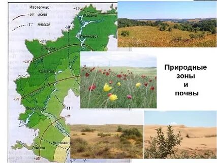 Какие леса в поволжье