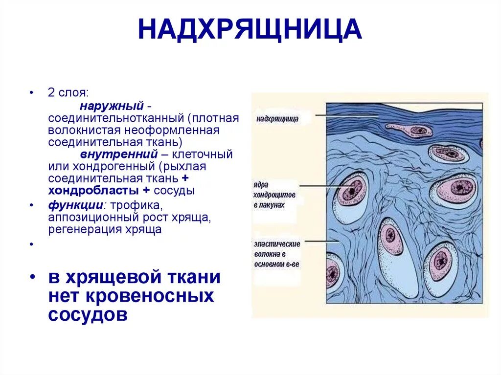 Суставный хрящ какая ткань. Надхрящница гистология. Радхряящниуа гистологич. Хрящевая ткань надхрящница. Строение надхрящницы.