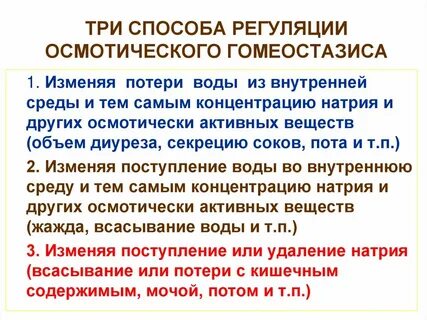 Регуляторную функцию выполняют