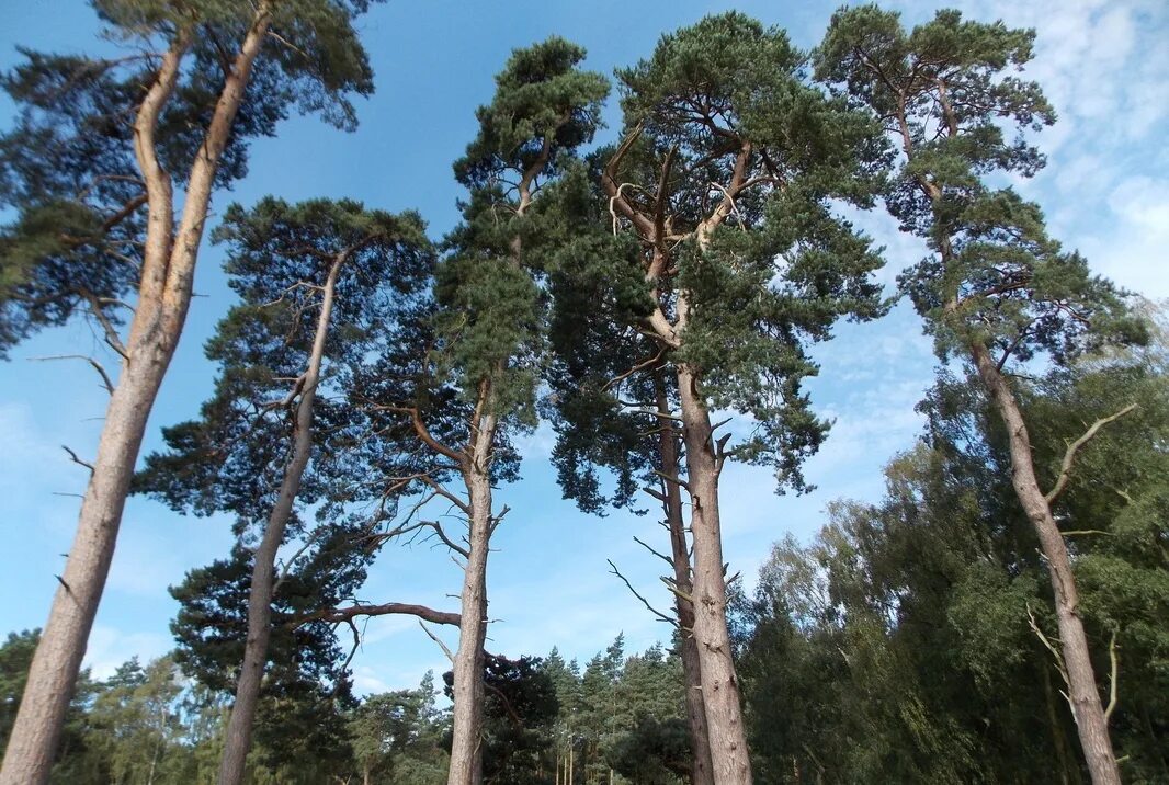 Сосна обыкновенная Pinus Sylvestris. Сосна обыкновенная Pinus Sylvestris l. Сосна обыкновенная габитус. Двухвойная сосна обыкновенная. Гудящие сосны