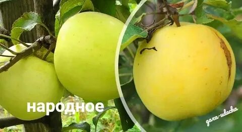 Яблоня народное