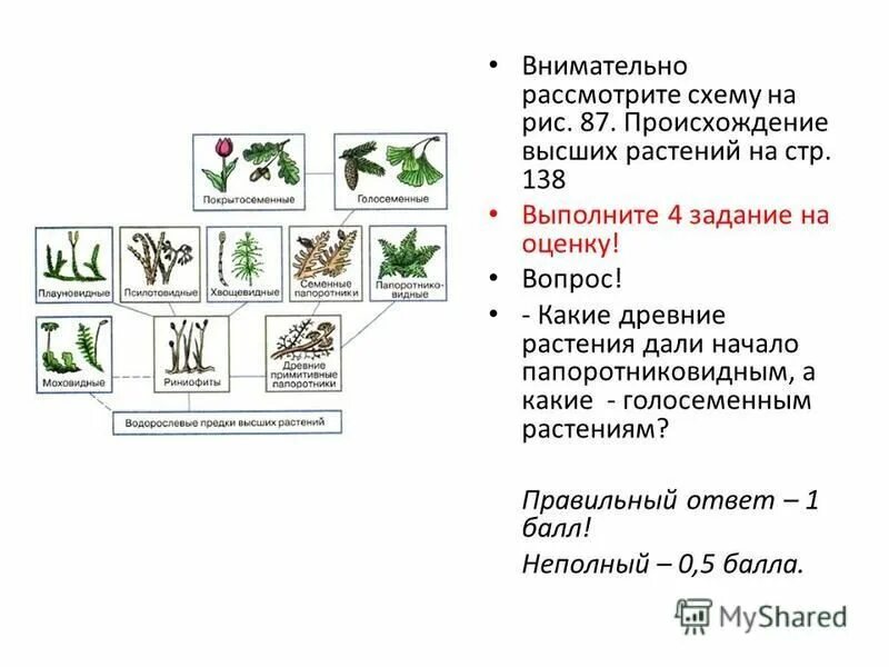 Растительное происхождение биологическая. Схема происхождения высших растений. Схема происхождения высших растений 5. Стадии эволюции растений. Появление высших растений.