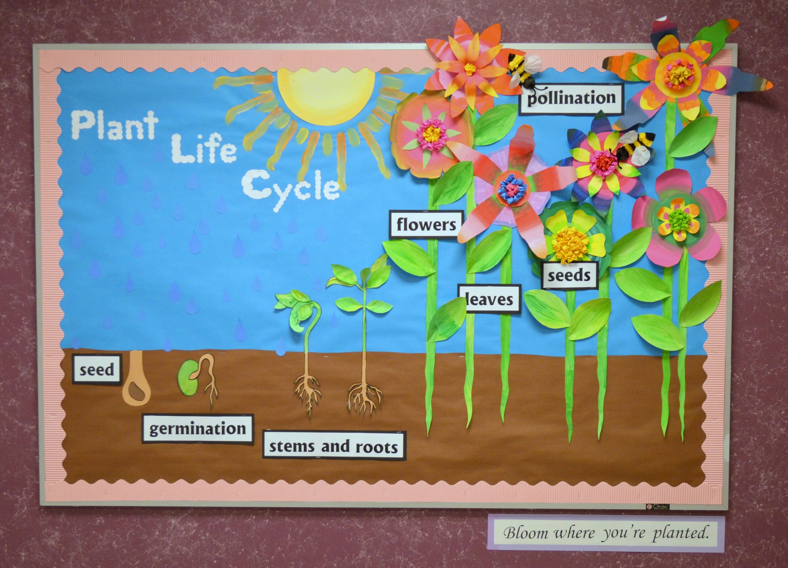 Teach the cycle of life перевод. Plant life cycle. plant board. seed germination. teach the cycle of life.