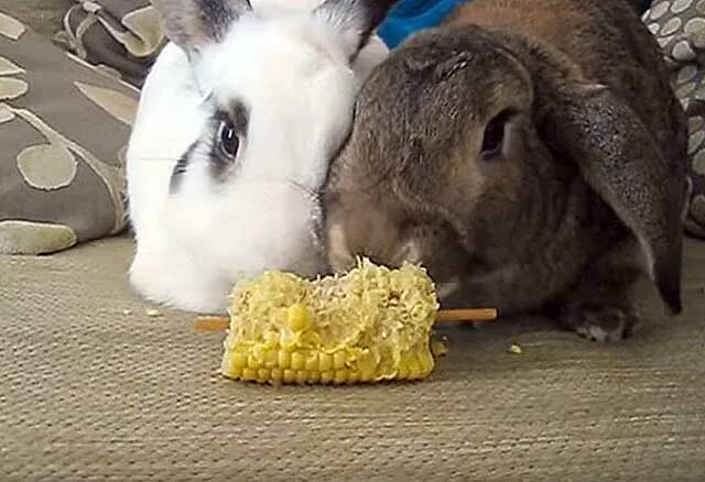 Можно кроликам картошку сырую. Кролик ест кукурузу. Кролик с кукурузой. Сухая кукуруза для кроликов. Кролик с сыром.