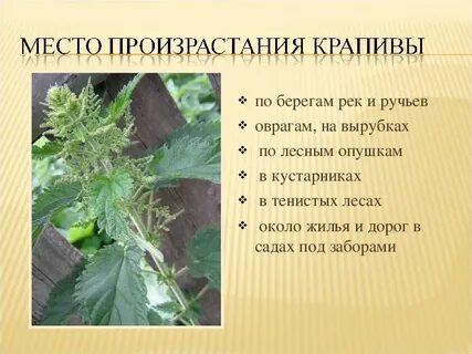 Очень вредная крапива