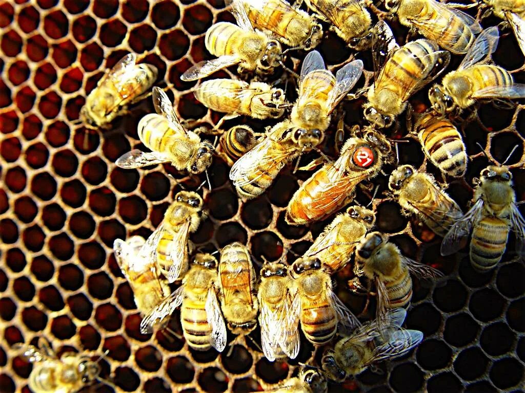 Как отличить маточное. Пчела трутовка. Медоносная пчела пчелиная семья. Медоносная пчела матка трутень рабочая пчела. Матка в пчелиной семье.