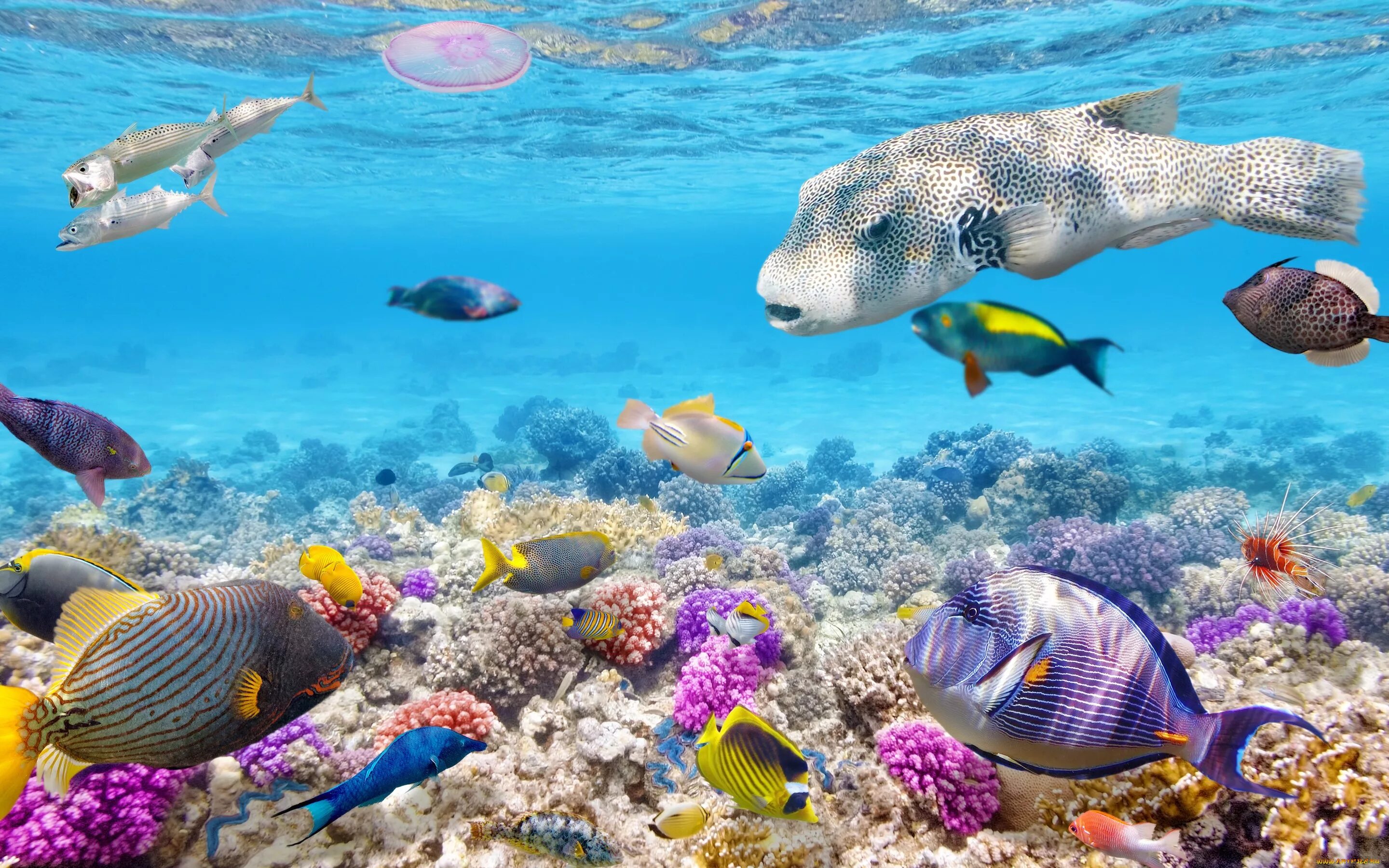 Животные кораллового рифа. Подводный мир Египта Шарм-Эль-Шейх. Рифовые рыбки Египта. Siganus corallinus. Карибы риф.