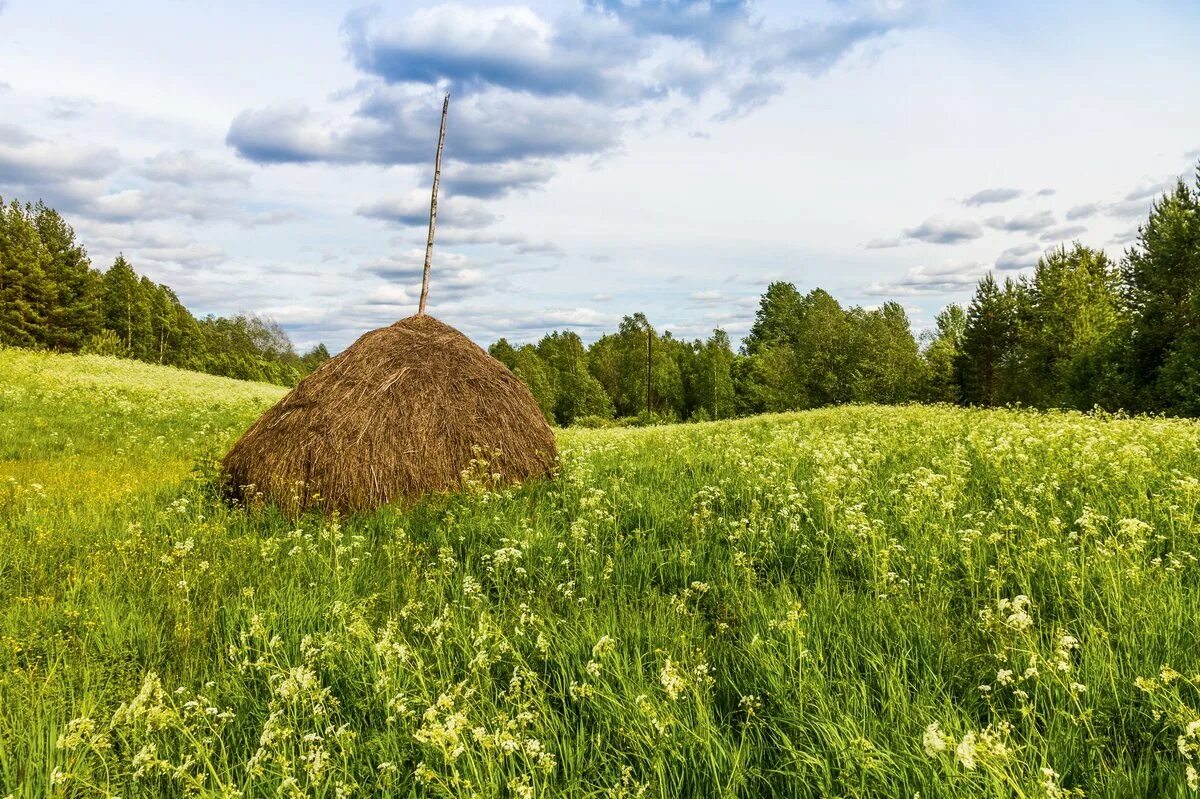 Сенокос стога. Калязин. Скирда. Стог.. Скирда омёт копна. Сенокос Скирда. Сенокос деревня природа.