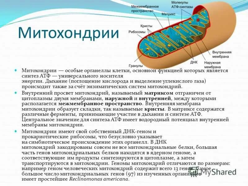 Процессы происходящие в митохондриях клетки. Образование АТФ В митохондриях. Митохондрия - место синтеза АТФ. Митохондрия строение АТФ. Пересадка митохондрий