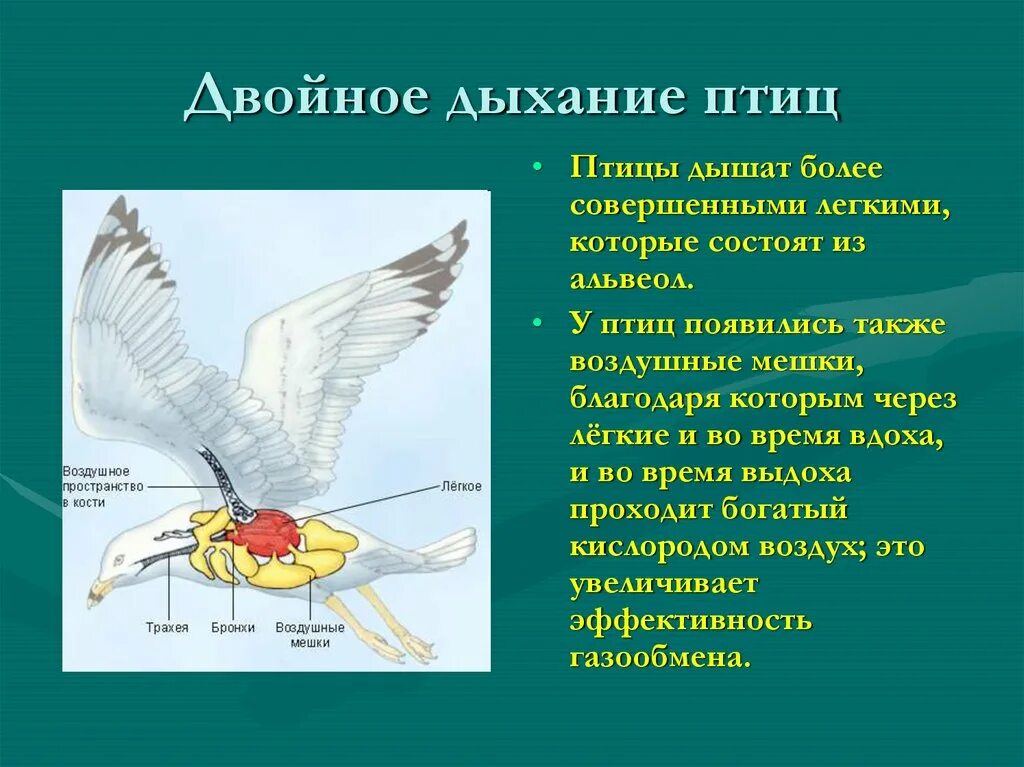 Дыхательная система птиц таблица. Дыхательная система птиц кратко. Двойное дыхание у птиц. Строение дыхательной системы птиц.