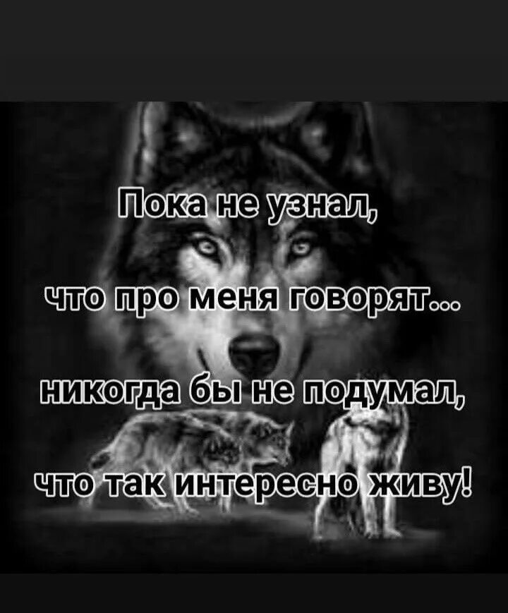 Статусы про Волков. Статусы с волками. За спиной говорят цитаты. Цитаты волка. Неважно что говорят за спиной