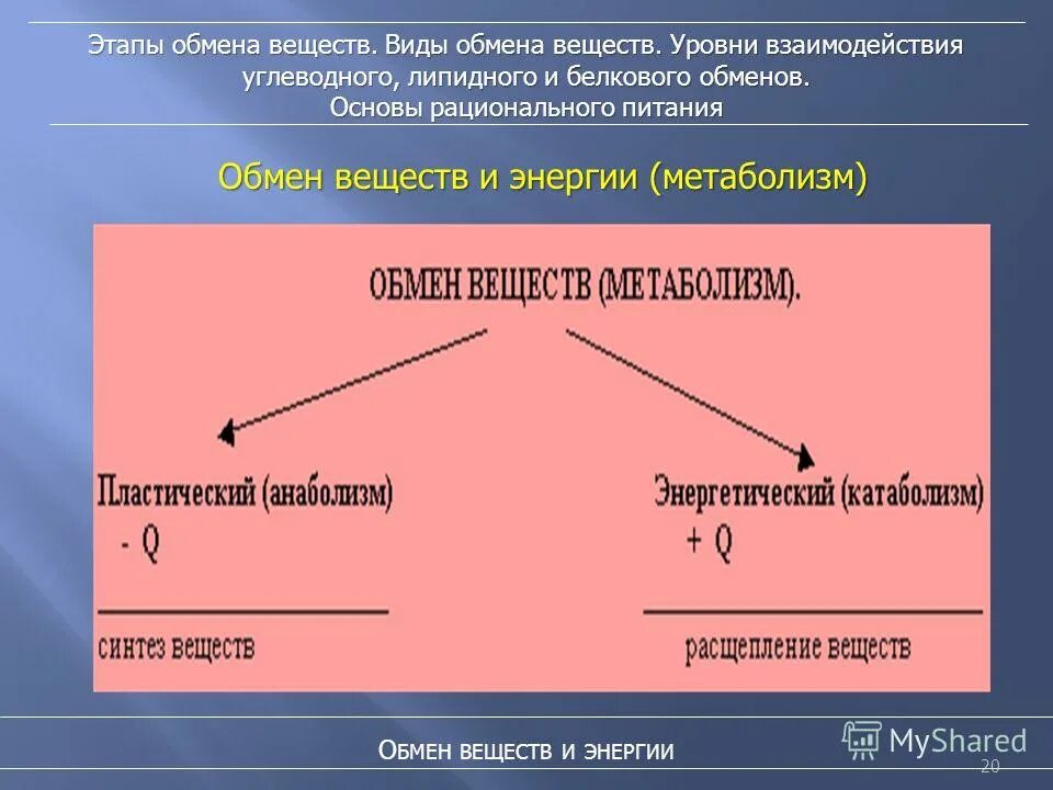 Стадии обмена экономика