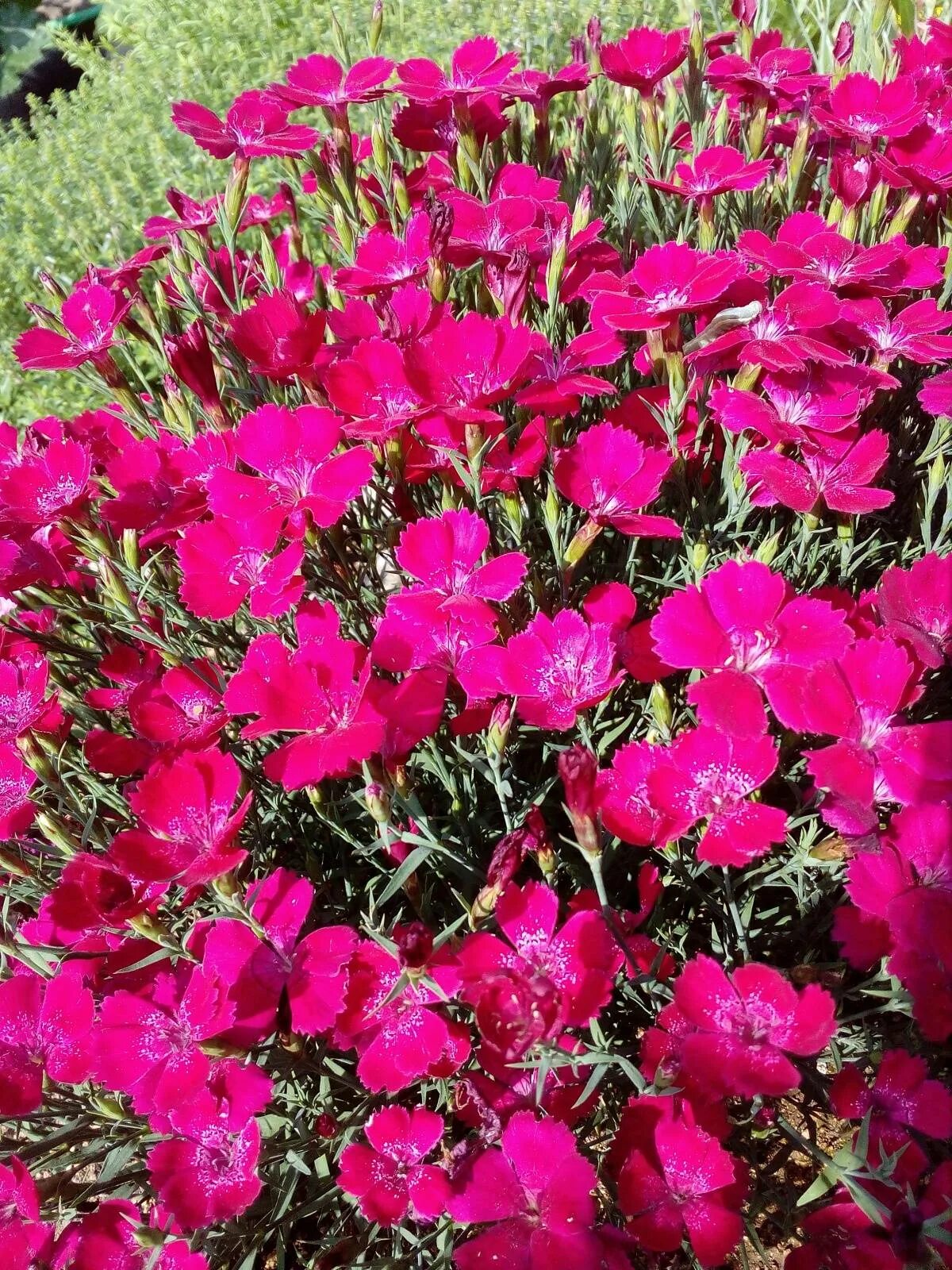 Гвоздика травянка Спленденс. Гвоздика травянка (Dianthus deltoides). Гвоздика травянка Brilliant. Гвоздика травянка кармин. Гвоздики многолетники