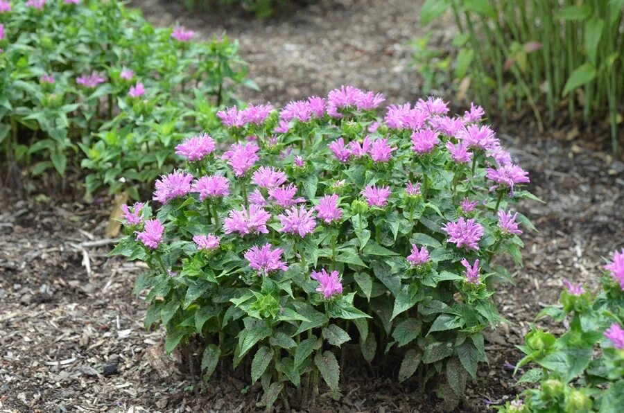 Монарда Петит Делайт. Монарда Брэдбери ( Monarda bradburiana ). Монарда Маршал Делайт. Монарда 'Marshall's Delight'.