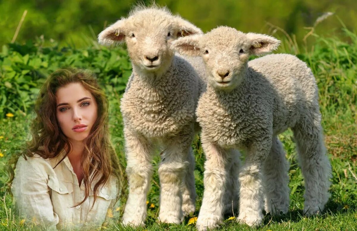 Бараны и овцы. Меринос овцы. Овечка улыбается. Баран улыбается. Покажи овцу.