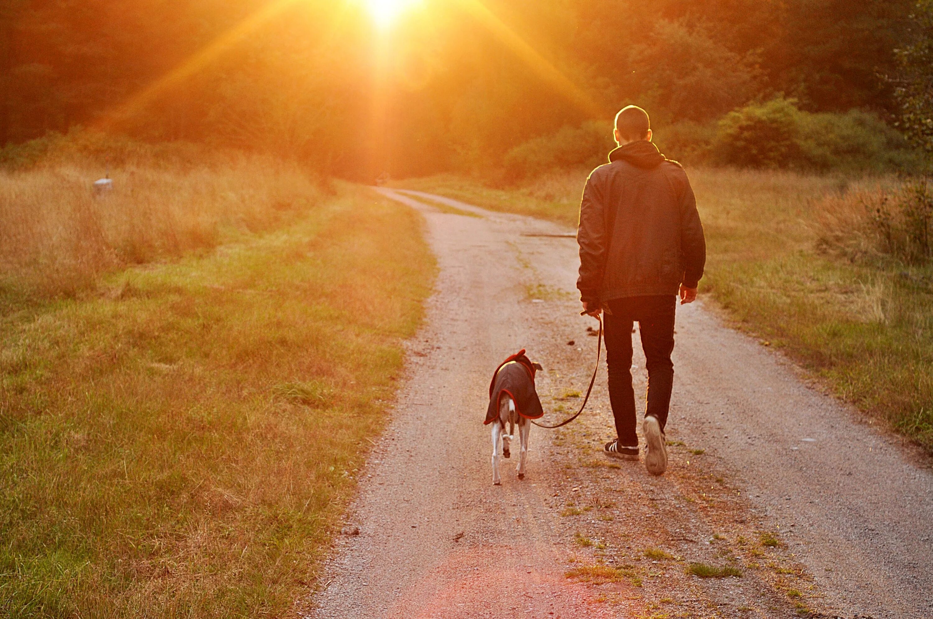 Муж гулял гуляет и будет гулять. Человек с собакой на природе. Прогулка с собакой. Человек гуляет с собакой. Мужчина с собакой на прогулке.