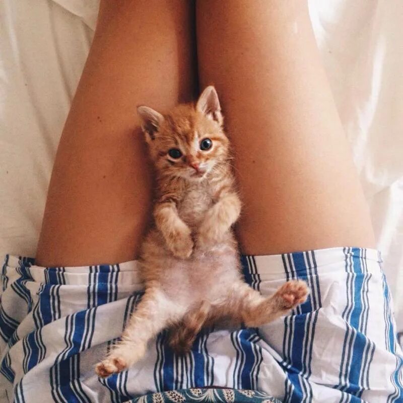 Девушка с котом на руках и голой киской между ног фото