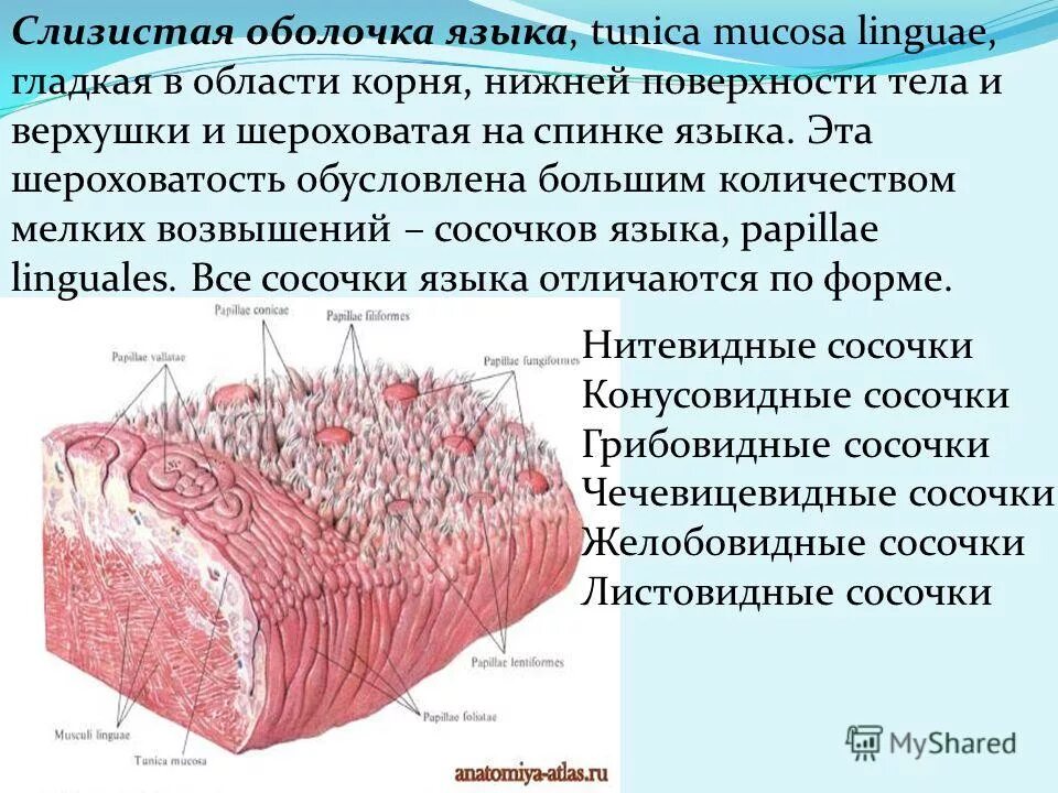 сосочки языка строение гистологическое. слизистый латынь. желобовидные сосочки языка функции. слизистый латынь. мышцы языка анатомия вид снизу.