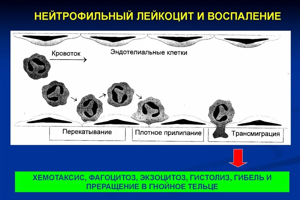 Нейтрофилы при воспалении