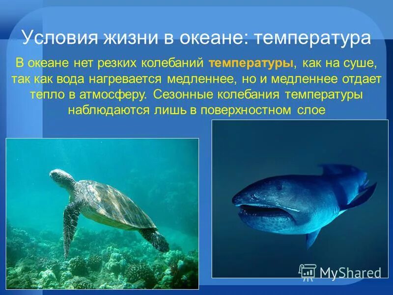 Презентация жизнь в океане 6 класс. Условия жизни в океане. Проект жизнь в океане. Особенности жизни в океане. Жизнь в океане презентация.