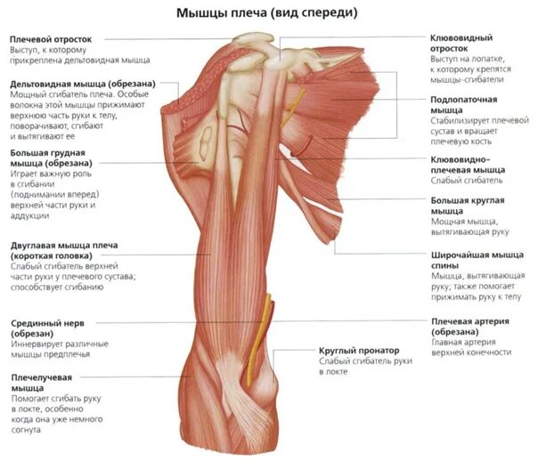 Плечевые связки. Мышцы плечевого сустава анатомия. Анатомия плеча мышцы связки сухожилия. Плечевой сустав анатомия строение с мышцами. Суставы и мышцы плечевого сустава анатомия.