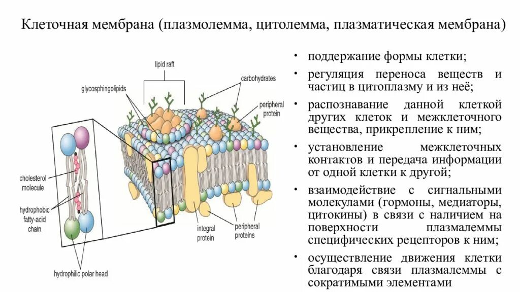 Эукариотическая клетка плазматическая мембрана. Мембрана строение плазмолемма. Строение плазматической мембраны гистология. Плазматическая мембрана гистология. Строение клеточной мембраны плазмолеммы.
